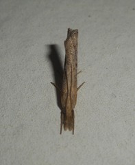 Pediasia contaminella