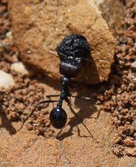 Messor capensis