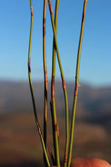 Restio sieberi