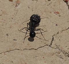 Messor capensis