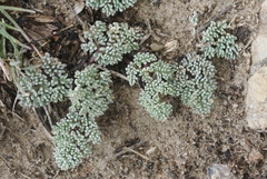Cymopterus cinerarius