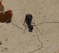 Messor capensis