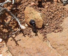 Messor capensis