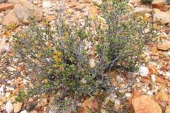 Lasiosiphon deserticola