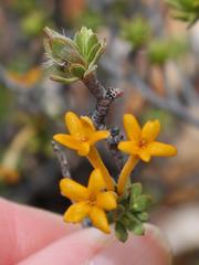 Lasiosiphon deserticola