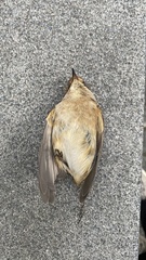 Phoenicurus phoenicurus