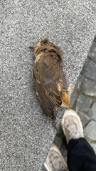 Phoenicurus phoenicurus