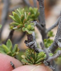 Lasiosiphon deserticola