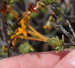 Lasiosiphon deserticola