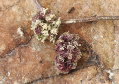 Cymopterus cinerarius