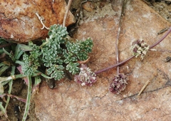 Cymopterus cinerarius