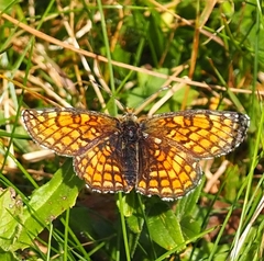 Melitaea parthenoides