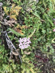 Valeriana montana