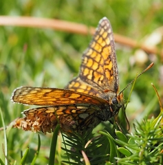 Melitaea parthenoides
