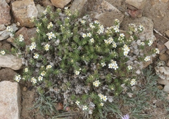 Leptosiphon nuttallii pubescens