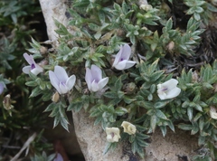 Astragalus kentrophyta tegetarius
