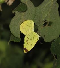 Eurema hecabe solifera
