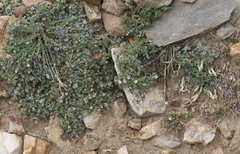 Astragalus kentrophyta tegetarius