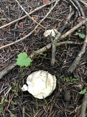 Catathelasma