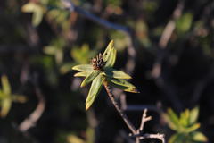 Pteronia fasciculata