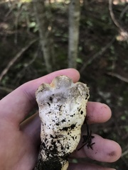 Catathelasma