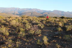Pteronia fasciculata