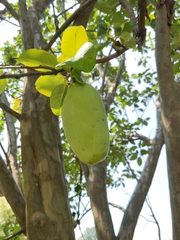 Pseudocydonia sinensis
