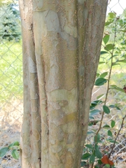 Pseudocydonia sinensis