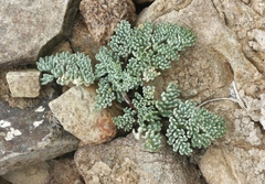 Cymopterus cinerarius