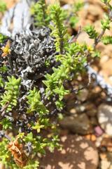 Pteronia hutchinsoniana
