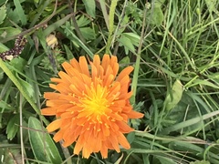 Crepis aurea