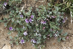 Astragalus kentrophyta tegetarius