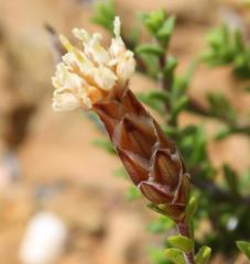 Pteronia hutchinsoniana