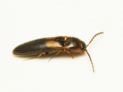 Ampedus areolatus