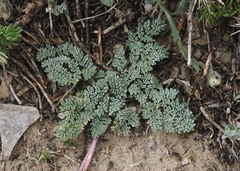 Cymopterus cinerarius