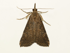 Hypena humuli