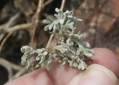 Artemisia rothrockii