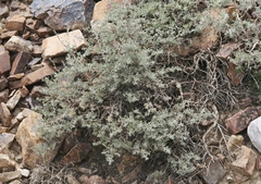 Artemisia rothrockii