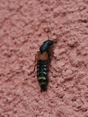 Platydracus stercorarius