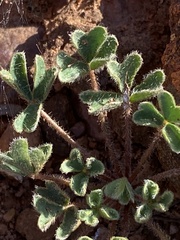 Oxalis imbricata cuneifolia