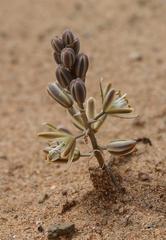 Albuca unifolia