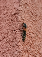 Platydracus stercorarius