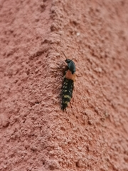 Platydracus stercorarius