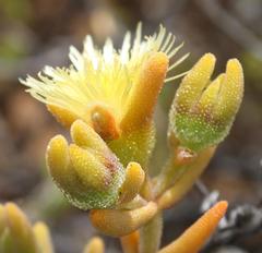 Mesembryanthemum nitidum