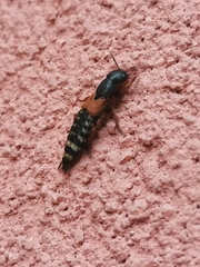 Platydracus stercorarius