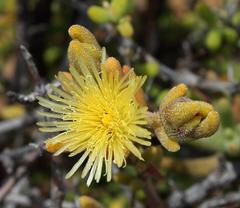 Mesembryanthemum nitidum