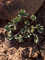 Oxalis imbricata cuneifolia