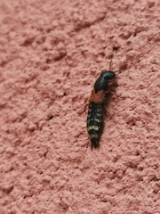 Platydracus stercorarius