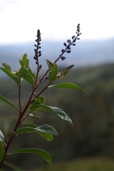 Monnina salicifolia