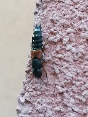 Platydracus stercorarius